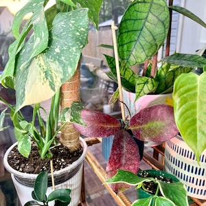 Tammy added a photo of their purchase