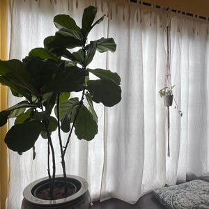 Amy adicionaram uma foto da sua compra