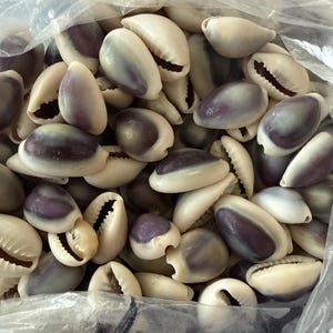 1～100個の紫色のタカラガイの殻 タカラガイ 貝殻 1/2～1インチ 1～2.5