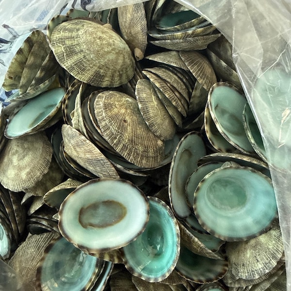 25 to 500 Limpet Shells Seashells Aqua Blue Teal Green Limpet Small ...