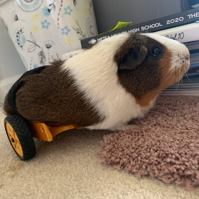 What is the price of on sale a guinea pig