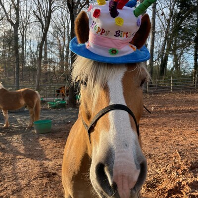 Birthday Hat for Horse or Pony With Candles Soft Equine Birthday Hat