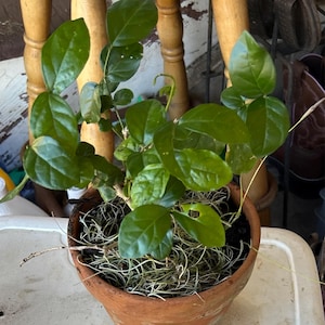 Rose added a photo of their purchase