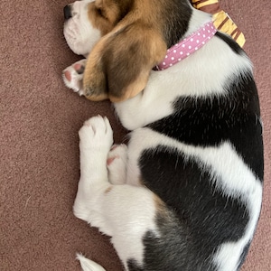 Rachael added a photo of their purchase