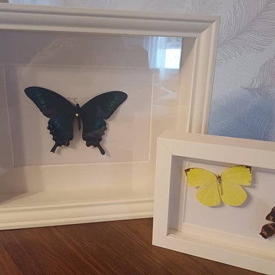 2.5 In Butterfly Moth Spreading Setting Pinning Board Foam Entomology Taxidermy