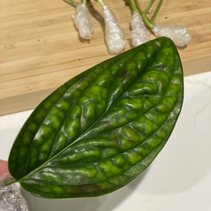 Frank added a photo of their purchase