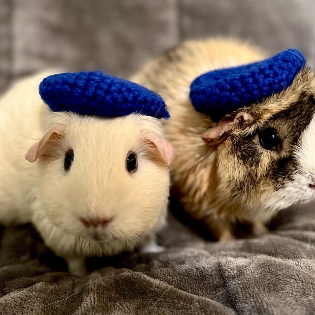 Rabbit Toys Small Animal Pet And Cage Accessories For Rabbit Bunny