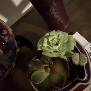 Lauren hat ein Foto des gekauften Artikels hinzugefügt