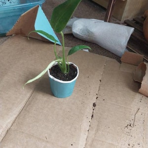 ruth added a photo of their purchase