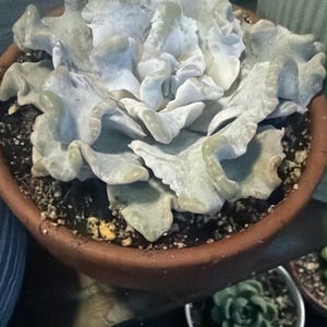 Caroline added a photo of their purchase