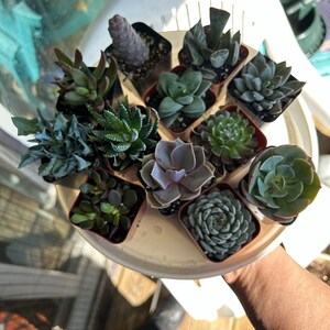 LaDonna ha añadido una foto de su compra