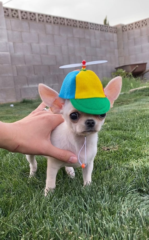 Customer photo of a pet with the Beanie Hat / Propeller Helicopter hat for Cat