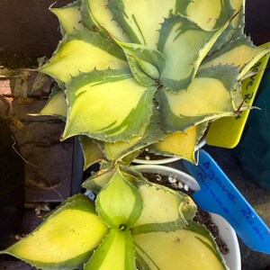 Agave Isthmensis 