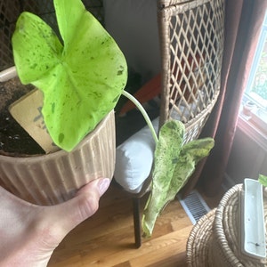 Danielle ha añadido una foto de su compra