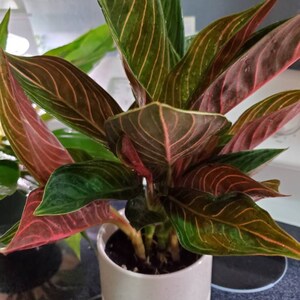 Chocolate Aglaonema Easy Care Chinese Evergreen 5 | Etsy