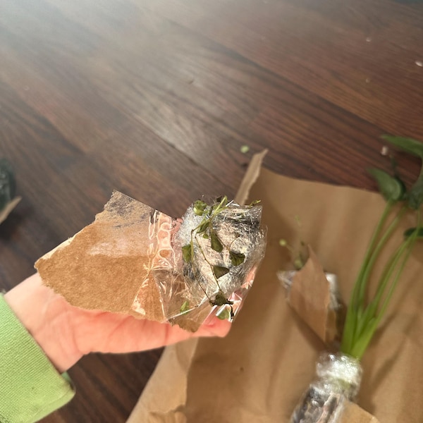 Vining Turtle String of Turtles Vining Starter Plant **(ALL Starter Plants Require ...