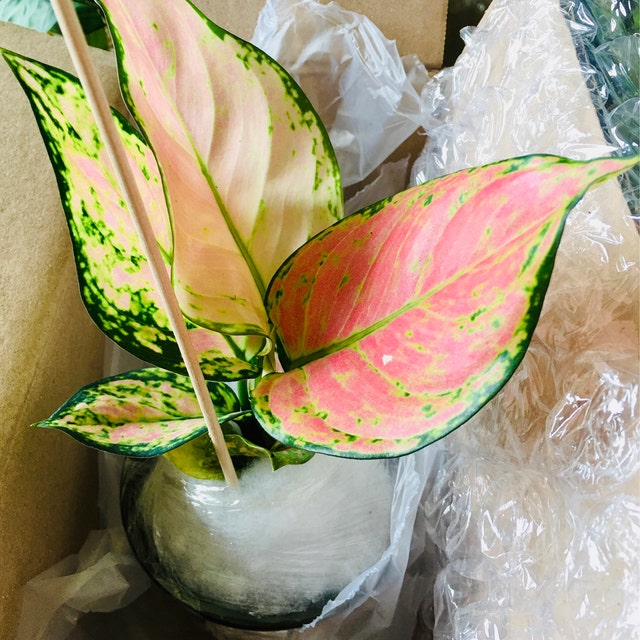 Selling unique indoor foliage plants. by FancyPlantsyLLC