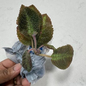 Ruth added a photo of their purchase