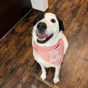 Personalized Dog Bandana, Custom Dog Bandana, Pet Name Bandana, Name