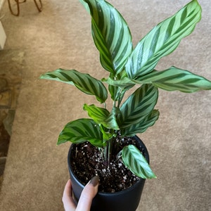 Collette added a photo of their purchase