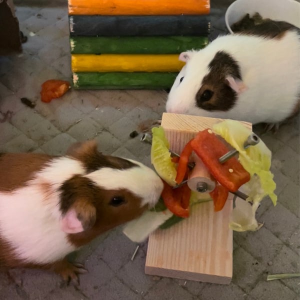 Rotating Guinea Pig Toy, Guinea Pig Feeder, Guinea Pig Wheel, Guinea ...