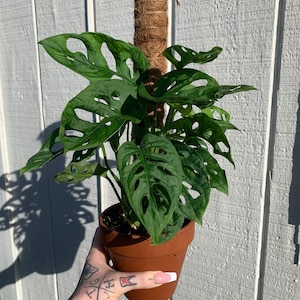 Plant added a photo of their purchase