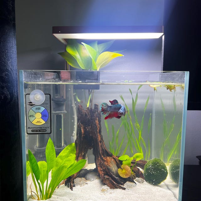 Aquarium Tree LSX Random Pick  4in Height  Natural, Handcrafted Fish Decoration Easy To Install