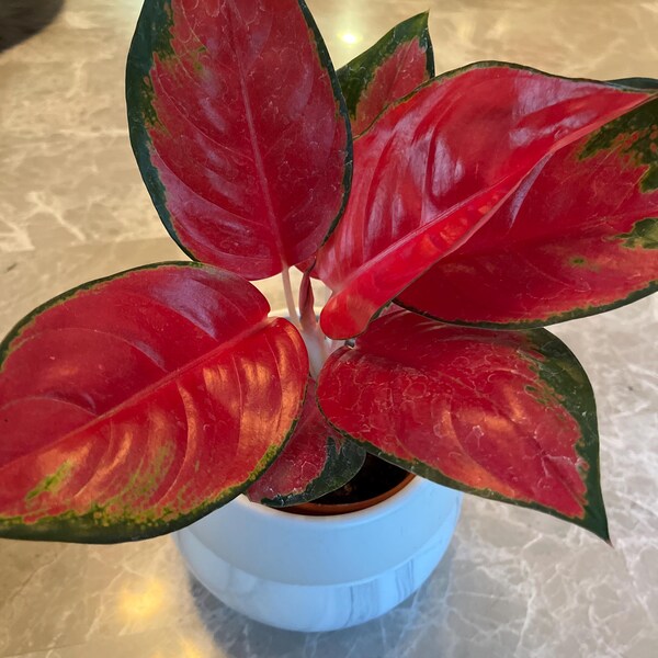 Aglaonema Red King : Indoor Plants - Easy Care Houseplant - Starter ...