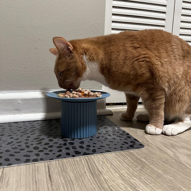 Messy cat food bowls online