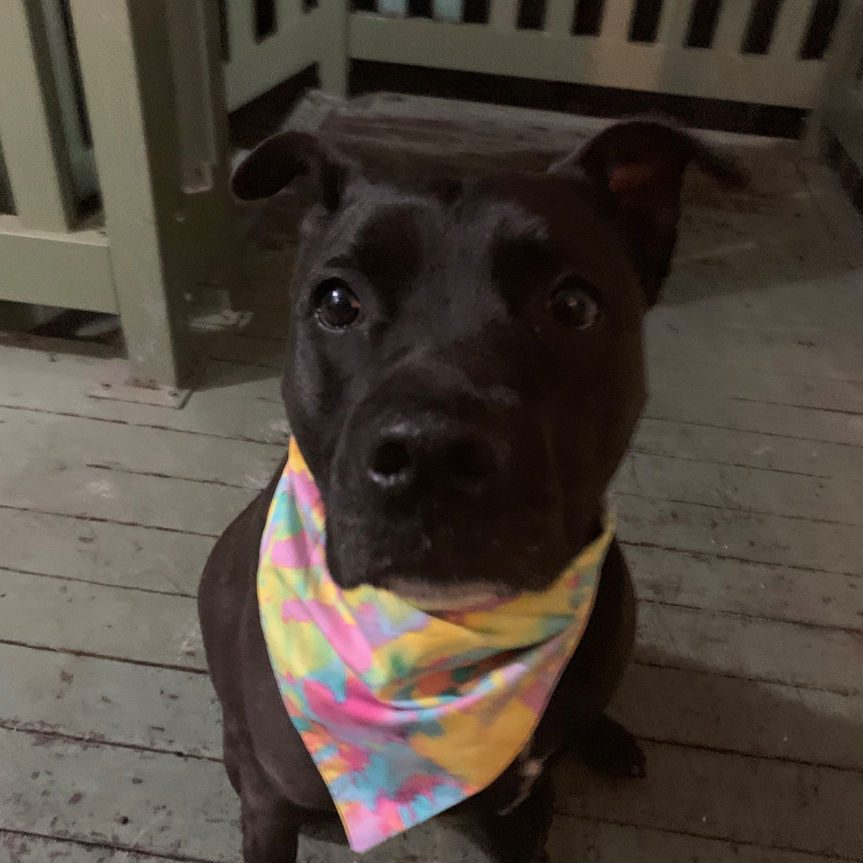 dog collar with bandana attached