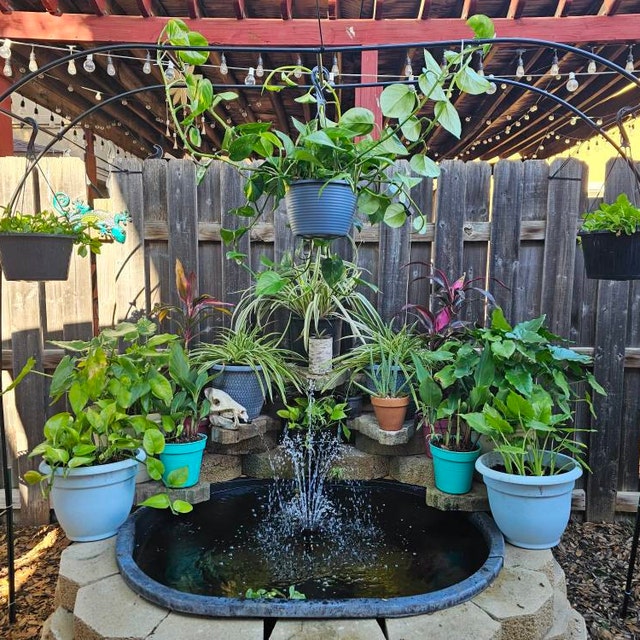 Lily Pads For Ponds Live Live Plants Chalily Store Live Aquatic