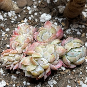 Stacey ha añadido una foto de su compra