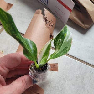 Janet ha añadido una foto de su compra