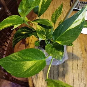 Tanya added a photo of their purchase