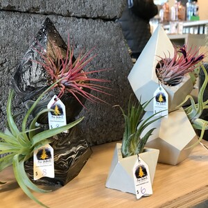 Inactive account added a photo of their purchase