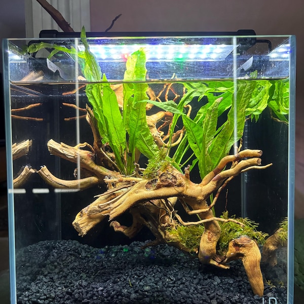 Photo inspiration: Curated Inexpensive Cichlid Aquarium Kits Gallery View 39