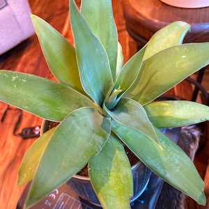 Amber added a photo of their purchase