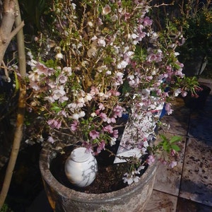 Anne added a photo of their purchase