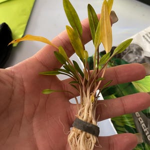 Etsy-koper heeft een foto van de aankoop toegevoegd