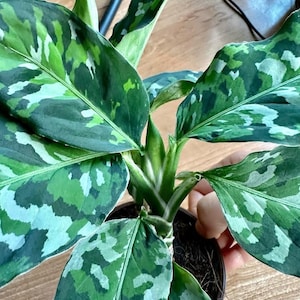 Abby added a photo of their purchase