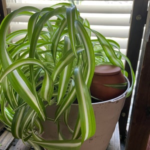 Melissa added a photo of their purchase