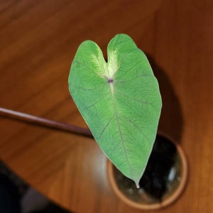 Kristen ha añadido una foto de su compra