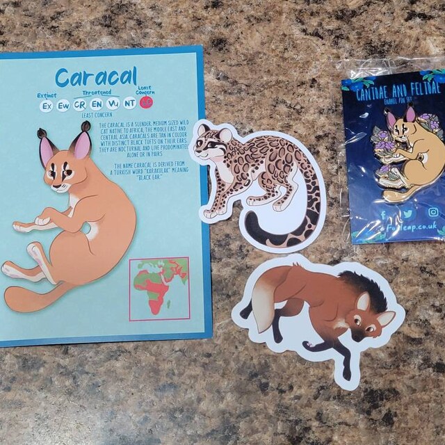 Pin on Gato Caracal