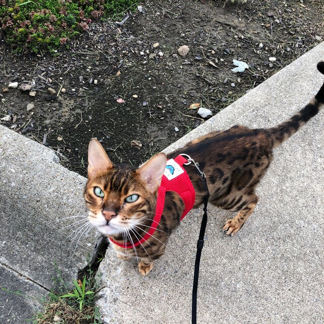 Butterfly Cat Jackets Walking Harness by ButterflyCatJackets
