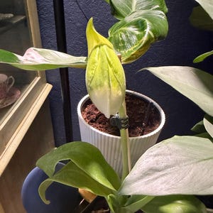 Lori lade till en bild av sitt köp