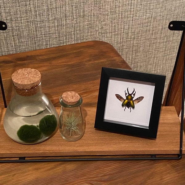 Wooden frame with saw tooth stag beetle (Lamprima adolphinae) - Natural