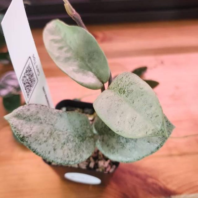 Hoya carnosa 'Nova Ghost' | 2-Inch – Hoya Treasures