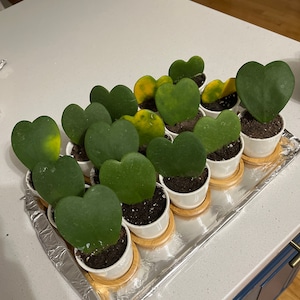 Holly added a photo of their purchase