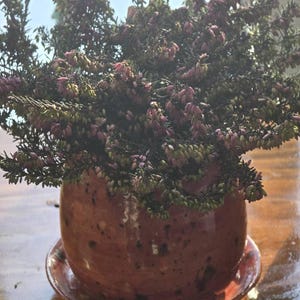 Maura added a photo of their purchase