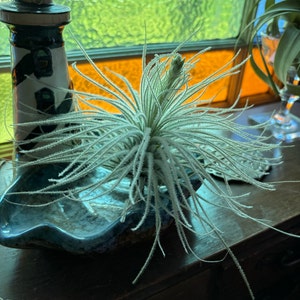 Polly added a photo of their purchase